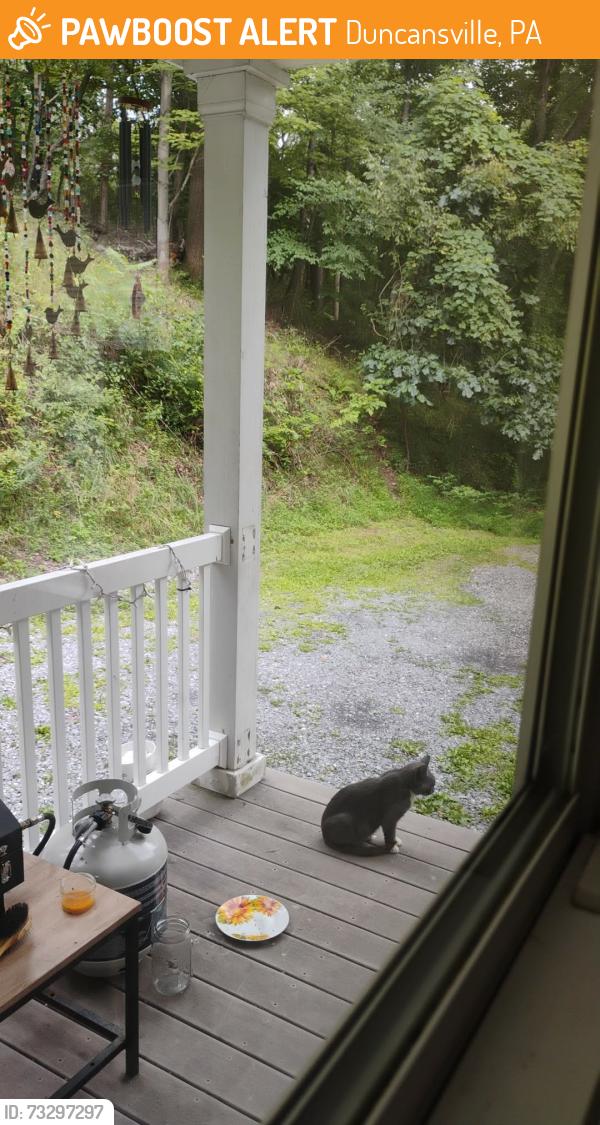 Found/Stray Unknown Cat last seen Deep In the woods of maple hollow, Duncansville, PA 16635