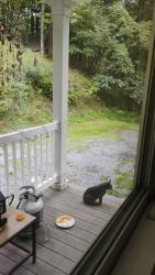 Found/Stray Unknown Cat last seen Deep In the woods of maple hollow, Duncansville, PA 16635