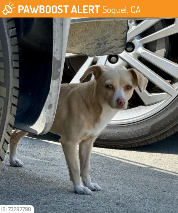 Found/Stray Female Dog last seen Hilltop neighborhood, Jean Anne Cummings Park, Soquel, CA 95073