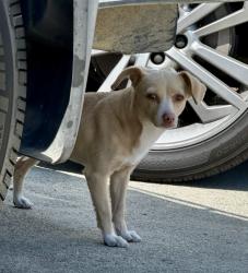 Found/Stray Female Dog last seen Hilltop neighborhood, Jean Anne Cummings Park, Soquel, CA 95073