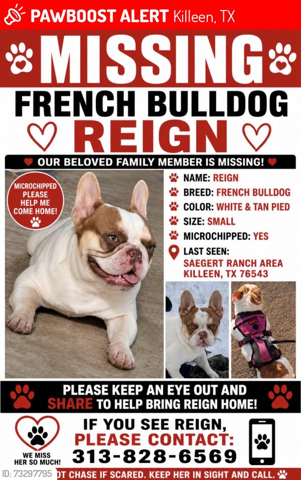 Lost Female Dog last seen W.s young, Killeen, TX 76542