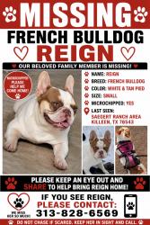 Lost Female Dog last seen W.s young, Killeen, TX 76542