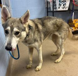 Shelter Stray Female Dog last seen Near Maxey Hill Dr, 30083, GA, 3280 Chamblee Dunwoody Rd, Chamblee, GA 30341, USA