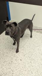 Shelter Stray Female Dog last seen Near Rico Rd, Palmetto, GA, 1251 Fulton Industrial Blvd NW, Atlanta, GA 30336, USA