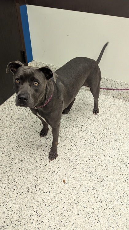 Shelter Stray Female Dog last seen Near Rico Rd, Palmetto, GA, 1251 Fulton Industrial Blvd NW, Atlanta, GA 30336, USA