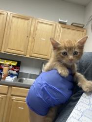Shelter Stray Male Cat last seen Zinfandel dr at benita dr, Rancho Cordova, CA, 6201 Florin Perkins Rd, Sacramento, CA 95828, USA