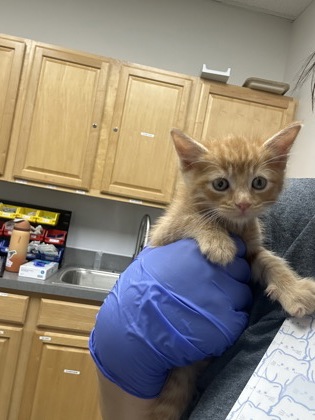 Shelter Stray Male Cat last seen Zinfandel dr at benita dr, Rancho Cordova, CA, 6201 Florin Perkins Rd, Sacramento, CA 95828, USA