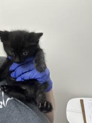Shelter Stray Male Cat last seen Zinfandel dr at benita dr, Rancho Cordova, CA, 6201 Florin Perkins Rd, Sacramento, CA 95828, USA