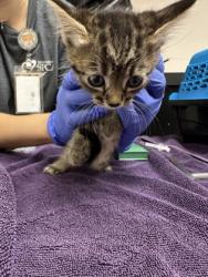 Shelter Stray Female Cat last seen Zinfandel dr at benita dr, Rancho Cordova, CA, 6201 Florin Perkins Rd, Sacramento, CA 95828, USA