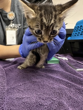 Shelter Stray Female Cat last seen Zinfandel dr at benita dr, Rancho Cordova, CA, 6201 Florin Perkins Rd, Sacramento, CA 95828, USA