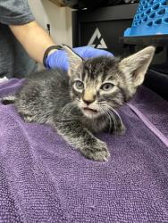 Shelter Stray Female Cat last seen Zinfandel dr at benita dr, Rancho Cordova, CA, 6201 Florin Perkins Rd, Sacramento, CA 95828, USA