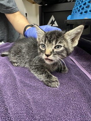 Shelter Stray Female Cat last seen Zinfandel dr at benita dr, Rancho Cordova, CA, 6201 Florin Perkins Rd, Sacramento, CA 95828, USA