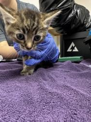 Shelter Stray Female Cat last seen Zinfandel dr at benita dr, Rancho Cordova, CA, 6201 Florin Perkins Rd, Sacramento, CA 95828, USA