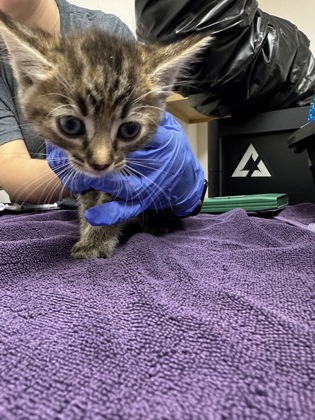 Shelter Stray Female Cat last seen Zinfandel dr at benita dr, Rancho Cordova, CA, 6201 Florin Perkins Rd, Sacramento, CA 95828, USA