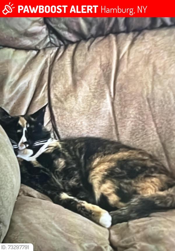 Lost Female Cat last seen Hamburger,ny, 5136 Sheridan Dr, Hamburg, NY 14075