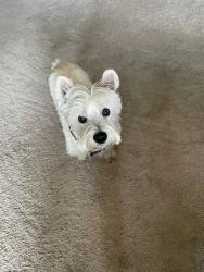 Reunited Female Dog last seen John F Kennedy High School & Keel Court, Sacramento, CA 95831
