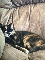 Lost Female Cat last seen Hamburger,ny, 5136 Sheridan Dr, Hamburg, NY 14075