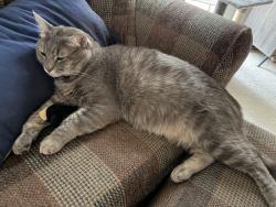 Lost Male Cat last seen Neighborhood between fullerwiser and main in euless, Euless, TX 76039