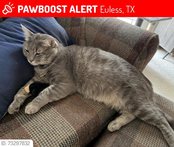 Lost Male Cat last seen Neighborhood between fullerwiser and main in euless, Euless, TX 76039