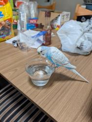 Found/Stray Unknown Bird last seen 22nd and Sarnoff, Tucson, AZ 85710