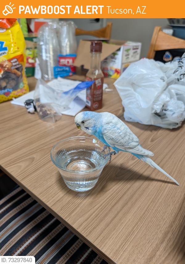 Found/Stray Unknown Bird last seen 22nd and Sarnoff, Tucson, AZ 85710