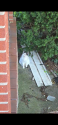 Found/Stray Unknown Cat last seen Far rockaway queens, Queens, NY 11559