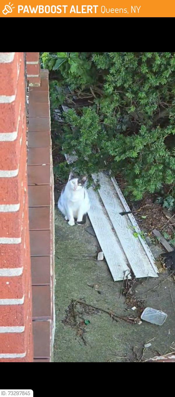 Found/Stray Unknown Cat last seen Far rockaway queens, Queens, NY 11559