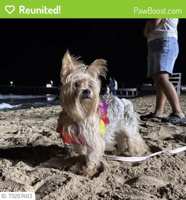 Reunited Female Dog last seen Rudee Inlet Jet Ski Rentals, 300 Winston Salem Ave, near Pacific Ave, Virginia Beach, VA 23451