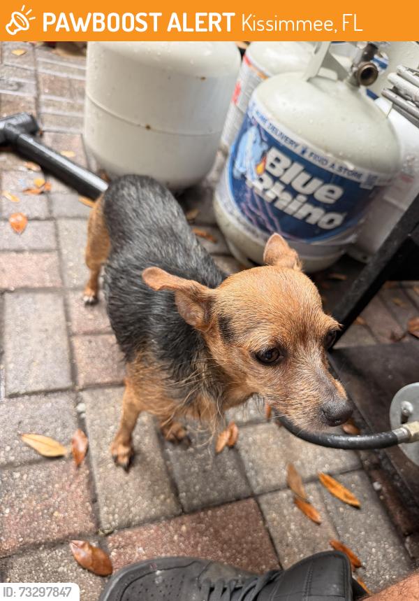Found/Stray Female Dog last seen Back alley, Kissimmee, FL 34741
