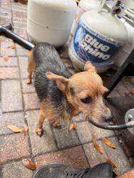 Found/Stray Female Dog last seen Back alley, Kissimmee, FL 34741