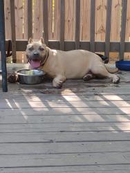 Lost Female Dog last seen Woodlawn lake, San Antonio, TX 78228