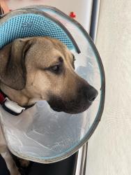 Found/Stray Male Dog last seen Hayes Park, Louisville, KY 40203