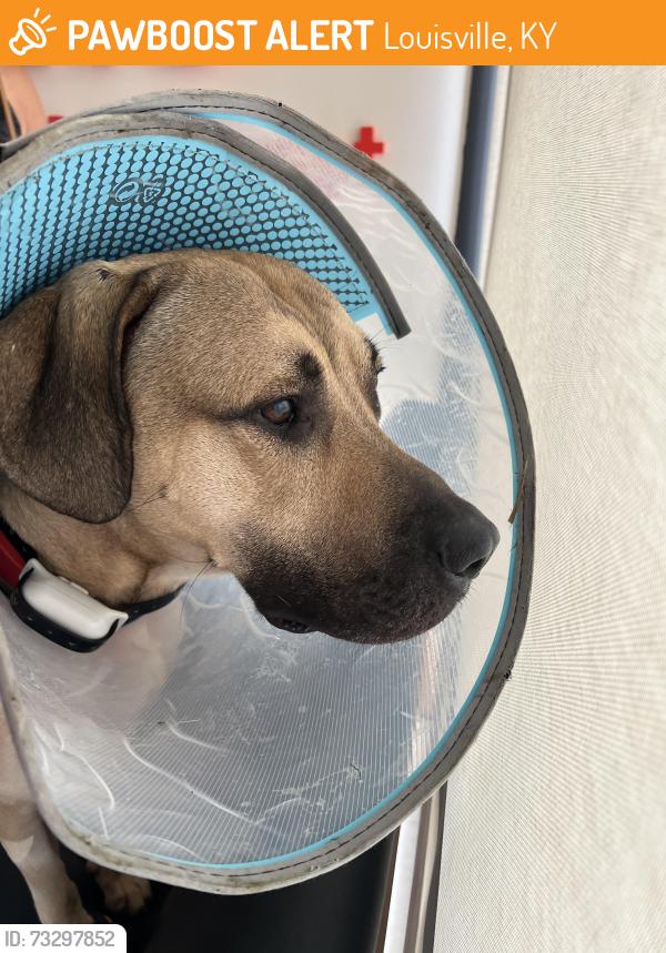 Found/Stray Male Dog last seen Hayes Park, Louisville, KY 40203