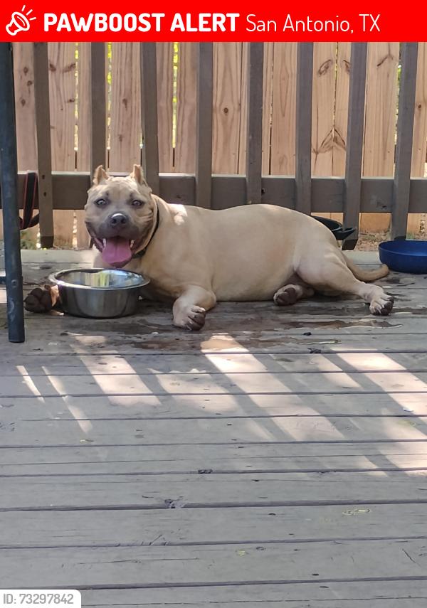 Lost Female Dog last seen Woodlawn lake, San Antonio, TX 78228