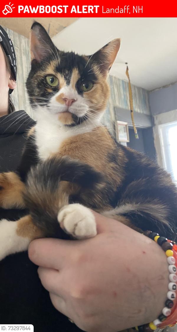 Lost Female Cat last seen LANDAFF NH, Lisbon NH, Bath NH, Woodsville NH, Littleton NH, Landaff, NH 03585