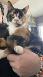 Lost Female Cat last seen LANDAFF NH, Lisbon NH, Bath NH, Woodsville NH, Littleton NH, Landaff, NH 03585