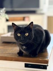 Reunited Male Cat last seen Corner of Mill St and Hicks Ln, Wilkes-Barre, PA 18705