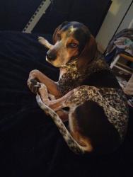 Lost Male Dog last seen Near and 6115 w, West Valley City, UT 84128