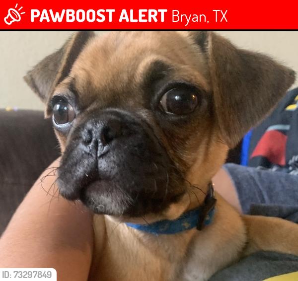 Lost Male Dog last seen Stevens, Bryan, TX 77808