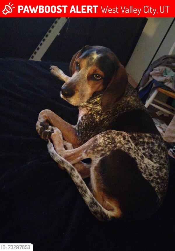 Lost Male Dog last seen Near and 6115 w, West Valley City, UT 84128