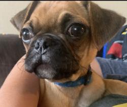 Lost Male Dog last seen Stevens, Bryan, TX 77808