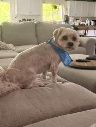 Reunited Male Dog last seen Larkstone, Fontana, CA 92336