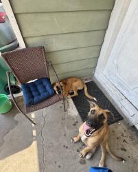 Found/Stray Unknown Dog last seen Grant St and Deepwater Ave, Pasadena, TX 77503