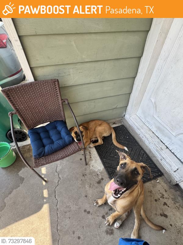 Found/Stray Unknown Dog last seen Grant St and Deepwater Ave, Pasadena, TX 77503