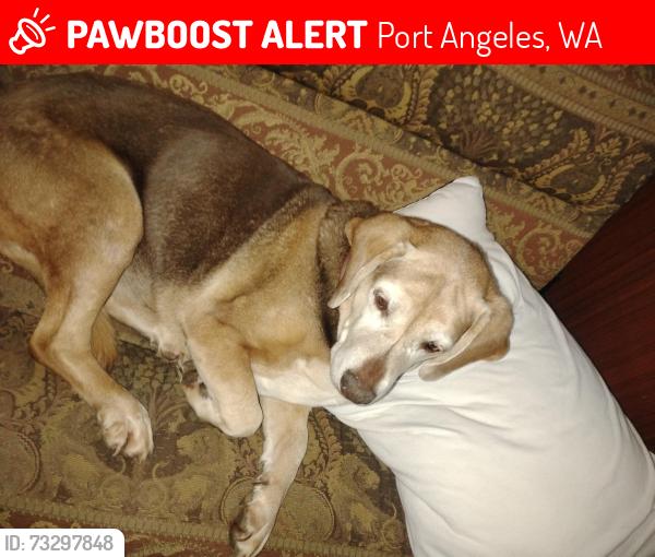 Lost Female Dog last seen rocky rd., Port Angeles, WA 98363