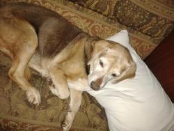 Lost Female Dog last seen rocky rd., Port Angeles, WA 98363