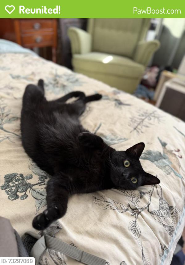 Reunited Female Cat last seen S 47th st and Spruce, Philadelphia, PA, Philadelphia, PA 19139