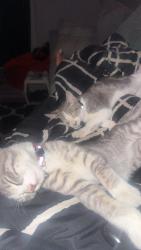 Reunited Female Cat last seen Marina blvd and pelican loop, Pittsburg, CA 94565