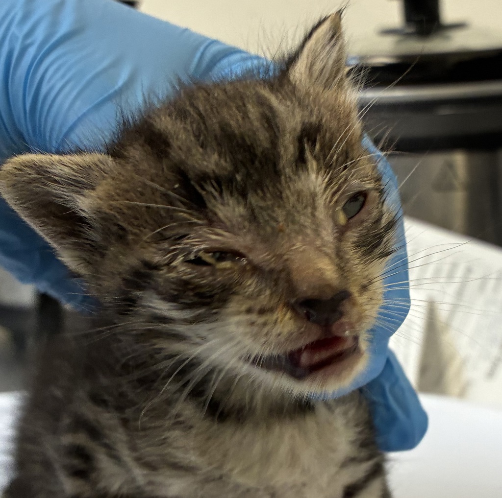 Shelter Stray Female Cat last seen 16th/Tacoma, OR, 1700 W Historic Columbia River Hwy, Troutdale, OR 97060, USA