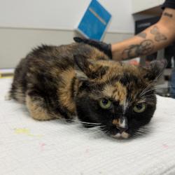 Shelter Stray Female Cat last seen Near 54th Street, San Diego, CA, 92115, 5500 Gaines St, San Diego, CA 92110, USA